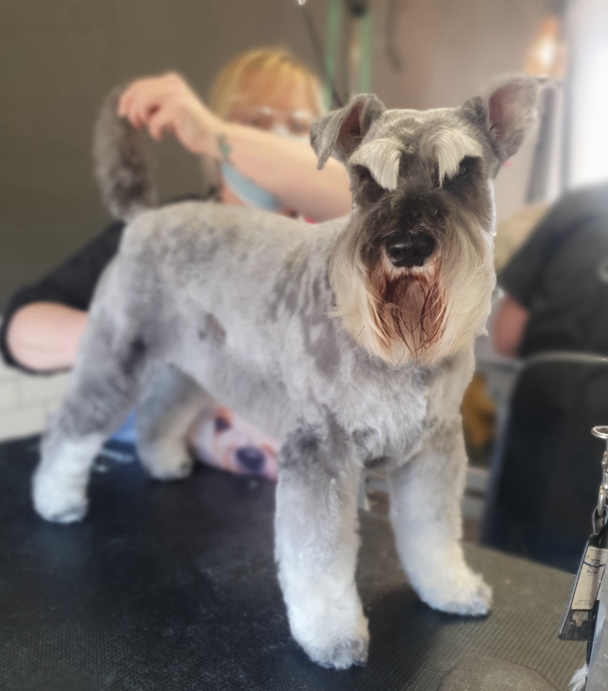 A soapy schnauzer mid-bath, close up on the face