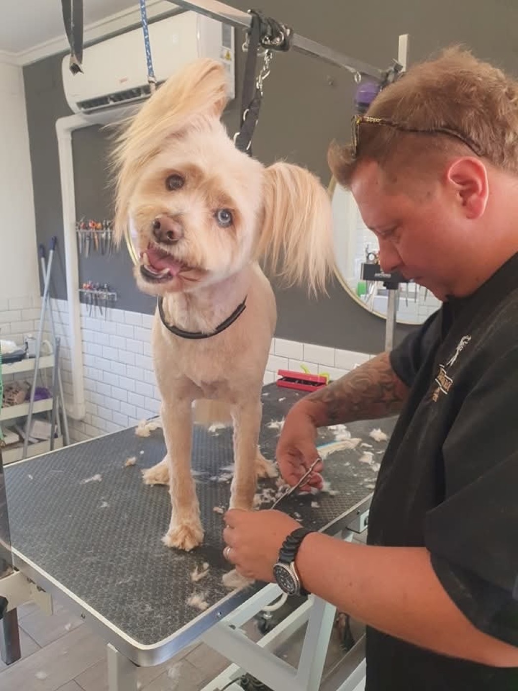 An Airedale terrier freshly clipped, standing on the table