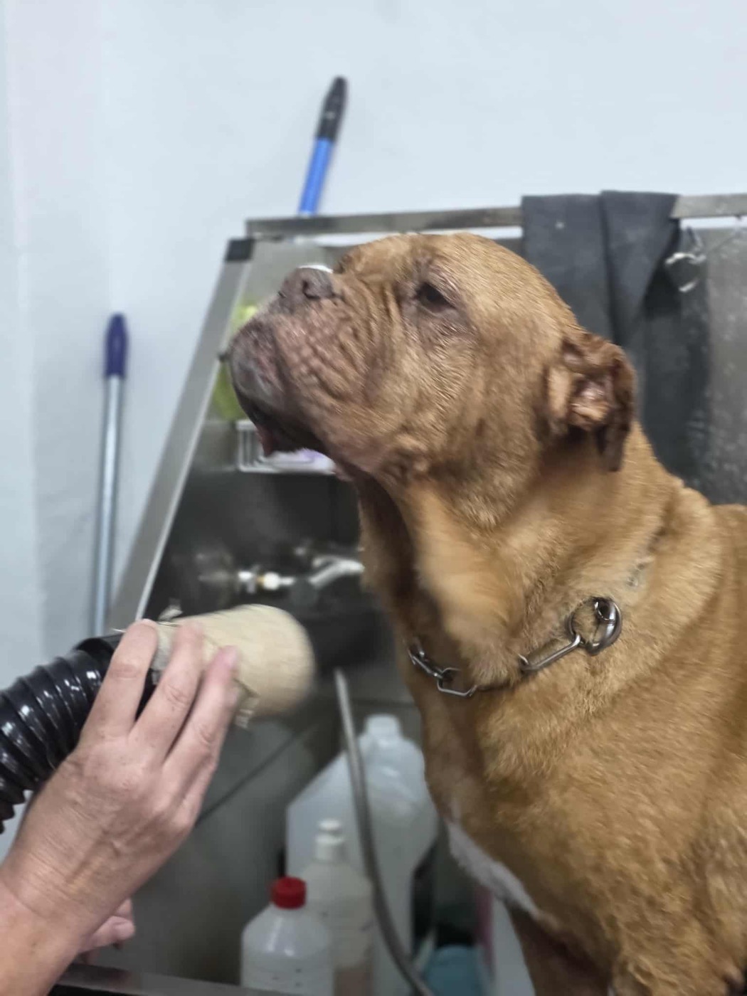 A large mastiff-type dog being dried after a bath