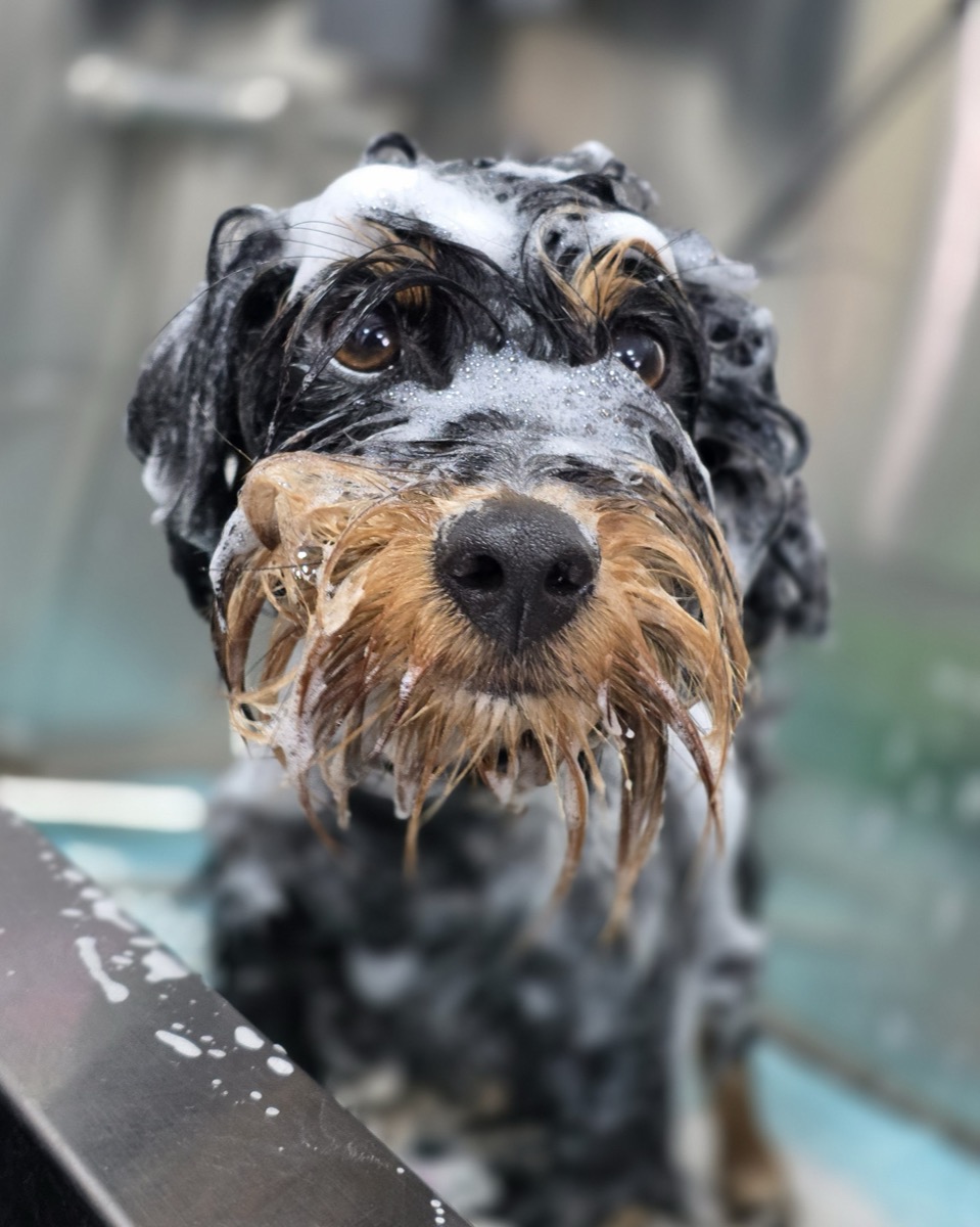 Bath and brush at Jodie's Groom Room