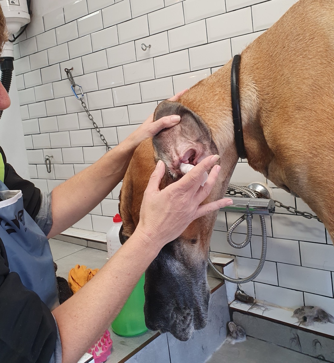 Ear cleaning at Jodie's Groom Room